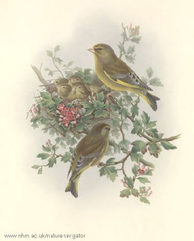 Chloris chloris - Зеленушка обыкновенная