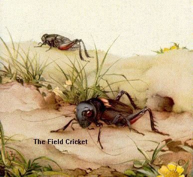 Cricket