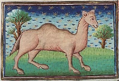 Dromedary