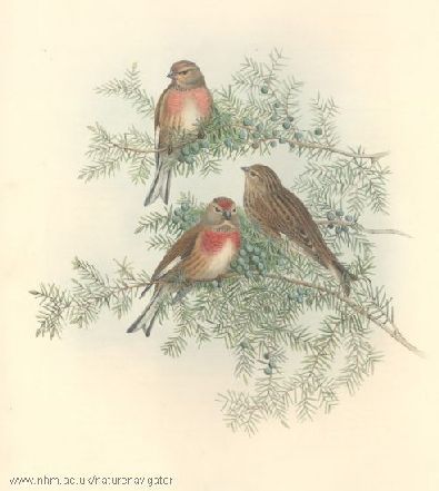 Linnet - Acanthis cannabina L. - Коноплянка обыкновенная