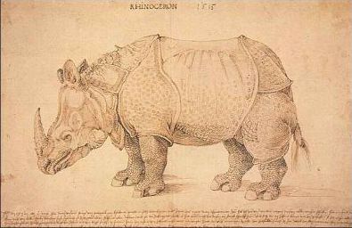 Rhinoceros