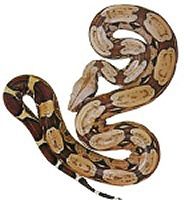 Boa constrictor imperator - Удав императорский
