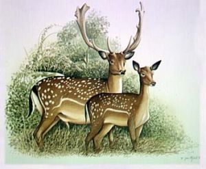 Platycerotes - Cervus dama - Лань европейская