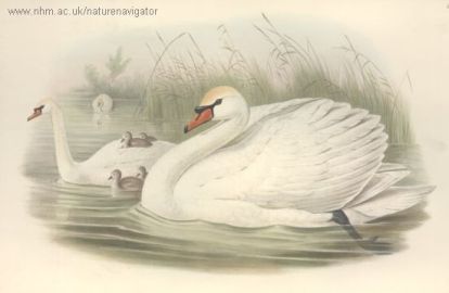 Cygnus olor - лебедь-шипун