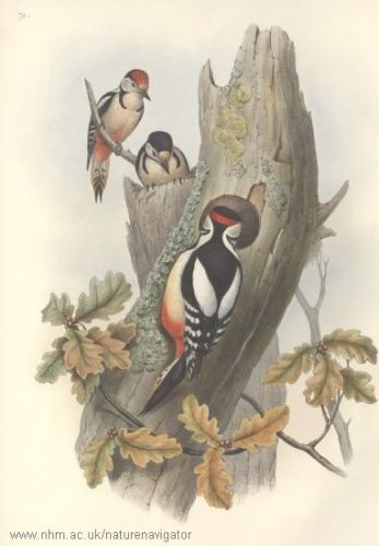 Dendrocopos major - Great Spotted Woodpecker - Дятел большой пестрый