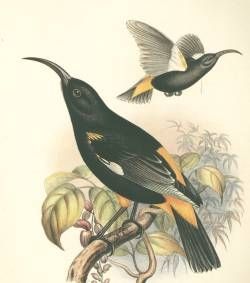 Drepanis pacifica – Цветочница гавайская