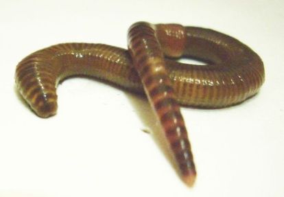 Brandling - Eisenia fœtida, червь дождевой (навозный)