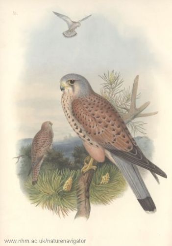 Kastrel - Falco tinnunculus - пустельга обыкновенная