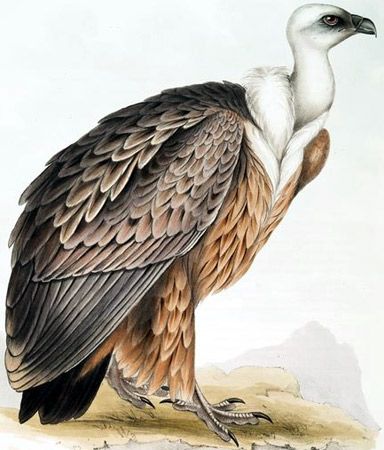 Gyps fulvus - Eurasian Griffon vulture - сип белоголовый