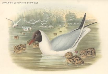 Larus ridibundus - Black-headed Gull - чайка озерная