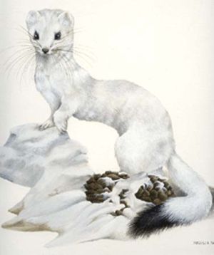 White Weasel - Mustela erminea - горностай