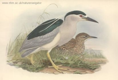 Pellos - Nycticorax nycticorax, кваква