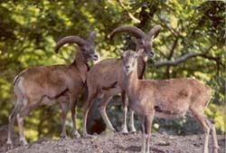 Ovis orientalis ophion - муфлон кипрский