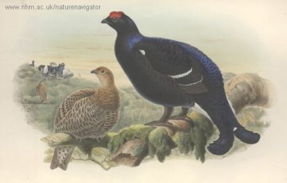 Tetrao tetrix - Black grouse - тетерев полевой