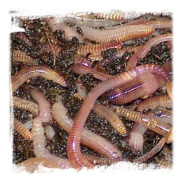 Gentle - мотыль