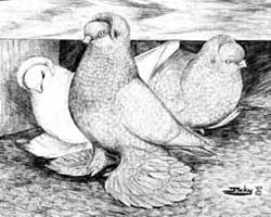 Tumbler - голубь-вертун