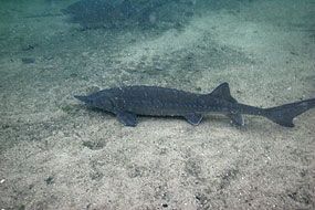 Attilus - Acipenser sturio - осетр атлантический