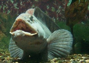 Sea-cat - Anarhichas lupus - зубатка полосатая