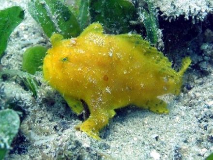 Frog-Fish - Antennarius striatus