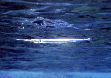 Needle-fish - Belone belone - сарган