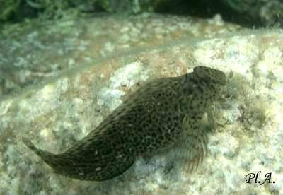 Burret - Blennius sanguinolentus - морская собачка-сфинкс
