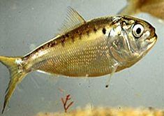 Fat-back - Brevoortia tyrannus - менхаден атлантический