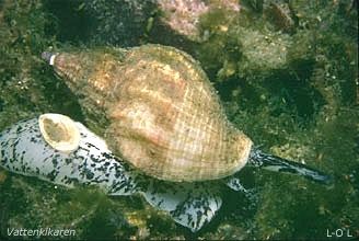 Wilk - Buccinum undatum - трубач (букцинум)