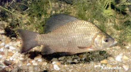 Crusion - Carassius carassius - карась золотой