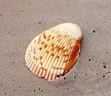 Cockle - Cardium edule - сердцевидка (кардий)