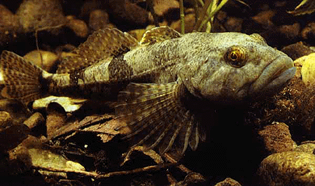 Miller's Thumb - Cottus gobio, подкаменщик (бычок) обыкновенный