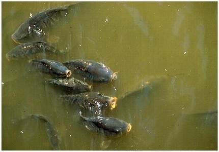 Carp - Cyprinus carpio - карп, сазан