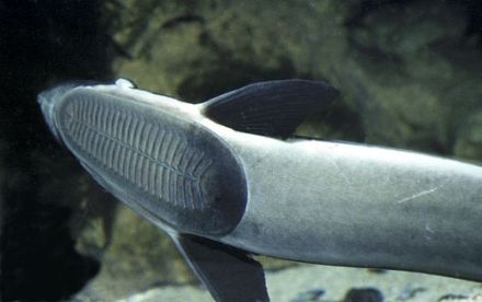 Echeneis naucrates - прилипало обыкновенный