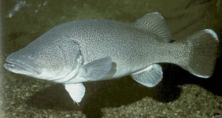 Cod - Gadus morhua, треска