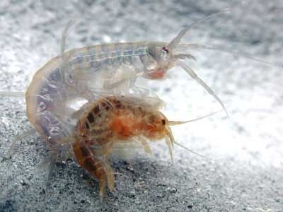 Gammarus pulex - рачок-бокоплав