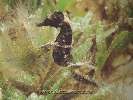 Sea-Horse - Hippocampus fuscus