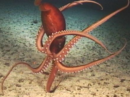 Calamary - Histioteuthis hoylei