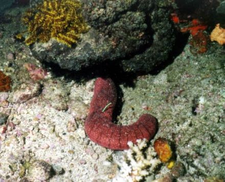 Holothuria edulis - морской огурец, трепанг