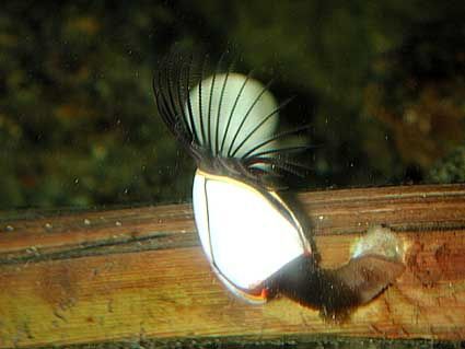 Lepas anatifera - морская уточка