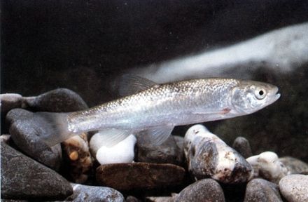 Chubb - Leuciscus cephalus - голавль