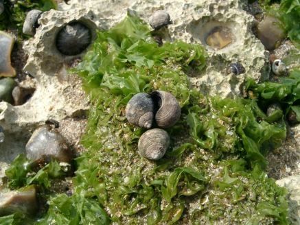 Perriwinkle - Littorina littorea
