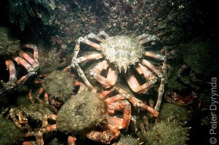 Maia squinado - краб-паук