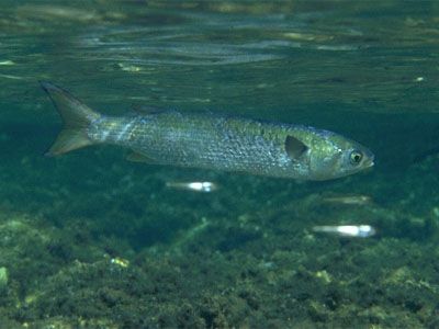 Mugil cephalus - кефаль-лобан