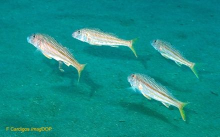 Mullet - Mullus surmuletus, барабулька (султанка) средиземноморская