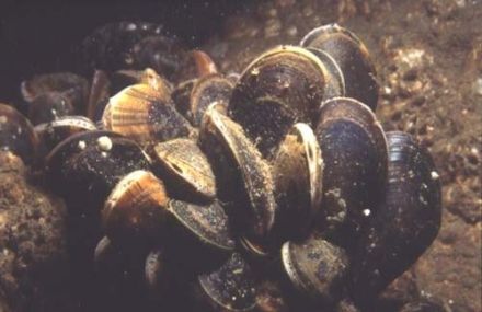 Muscle - Mytilus edulis - мидия беломорская