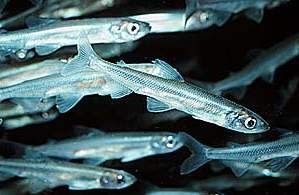 Smelt - Osmerus eperlanus - корюшка европейская