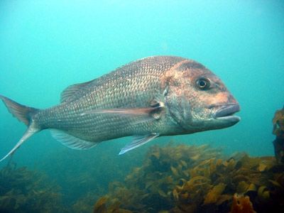 Melandry - Pagrus auratus - пагр розовый