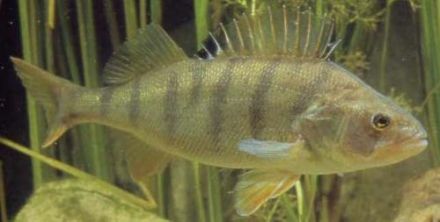 Perch - Perca fluviatilis - пескарь, окунь речной