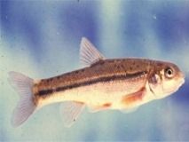 Minnow - Phoxinus lævis - гольян обыкновенный