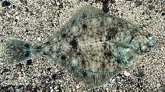 Dab - Pleuronectes limanda - лиманда