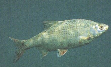 Roach - Rutilus rutilus - плотва